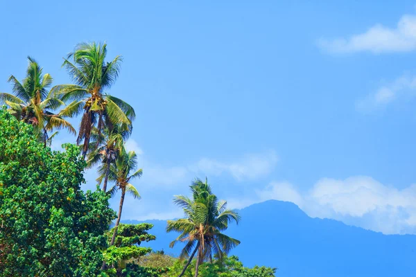 Тропічний пейзаж - пальма на передньому плані і гори в — стокове фото