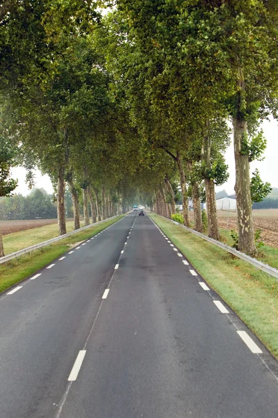 Drzewa na poboczu drogi i autostrady — Zdjęcie stockowe