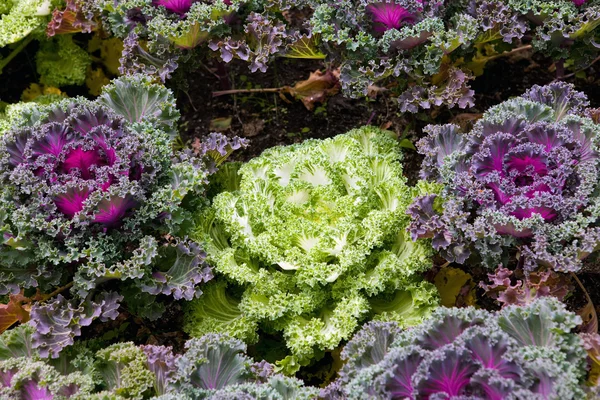 stock image Decorative multi-coloured cabbage