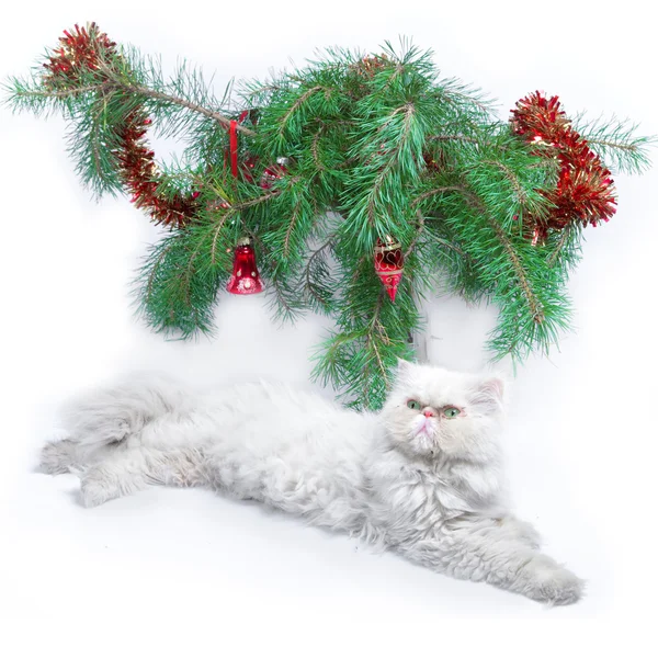 A branch with New Year's balls and a symbol of year 2011 white cat — Stock Photo, Image