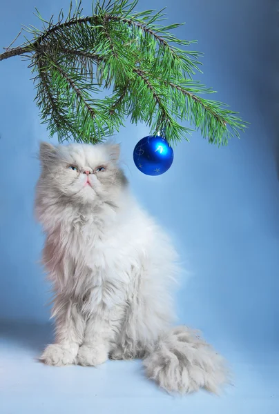 Um ramo com bolas de Ano Novo e um símbolo do ano 2011 gato branco — Fotografia de Stock