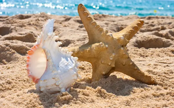 Tengeri csillag és a tengeri kagyló — Stock Fotó