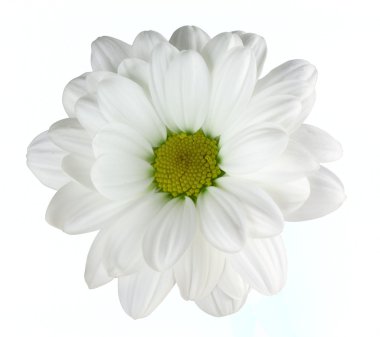 Camomile clipart