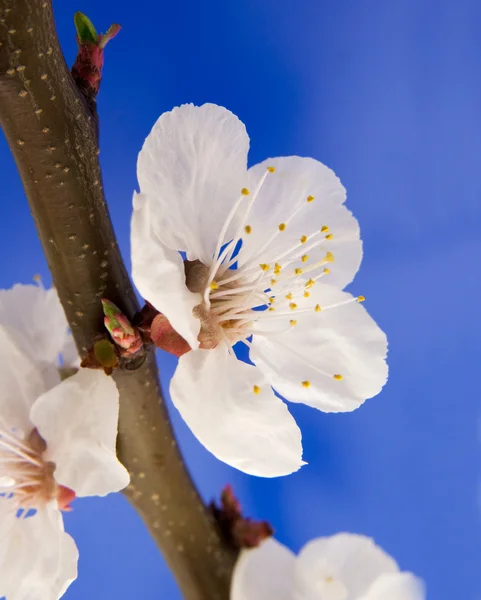 Kirsikankukka — kuvapankkivalokuva