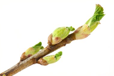 Currant buds clipart