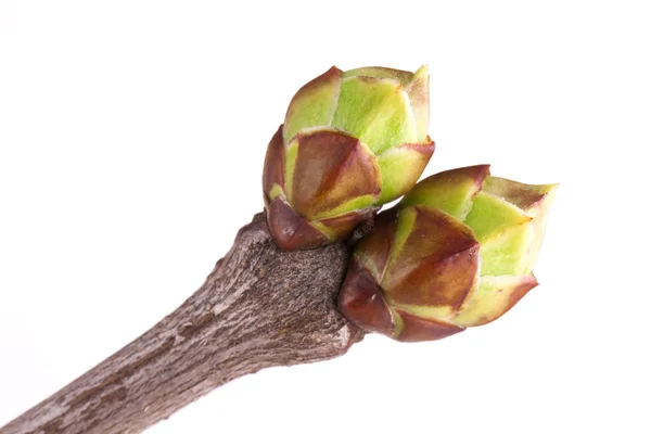 Buds of lilac — Stock Photo, Image