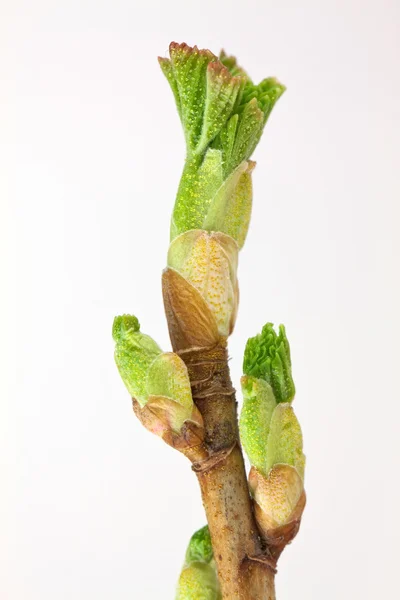Currant buds — Stock Photo, Image