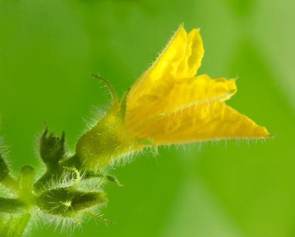Uborka virág — Stock Fotó