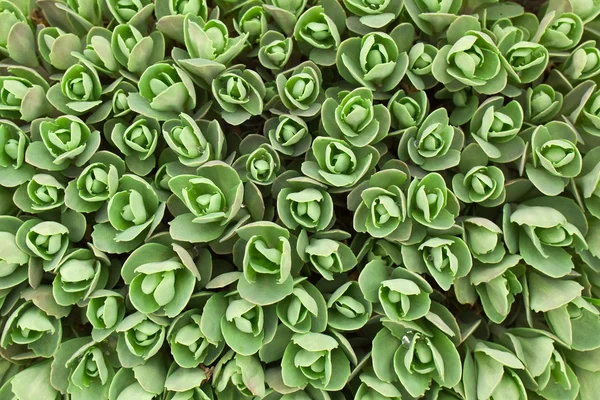 Plant patroon — Stockfoto