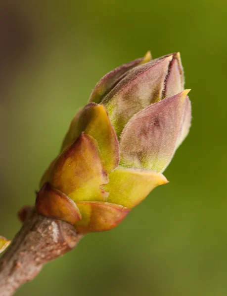 Pąki Lilac — Zdjęcie stockowe