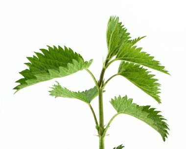 Green nettle clipart