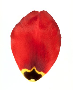 Red petal of tulip clipart