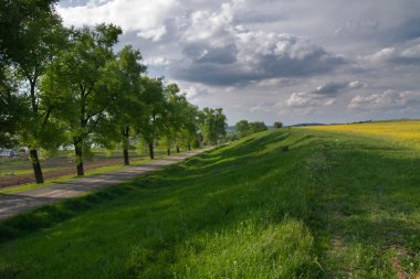 bomen en veld met verkrachting