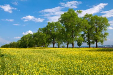 bomen en veld met verkrachting