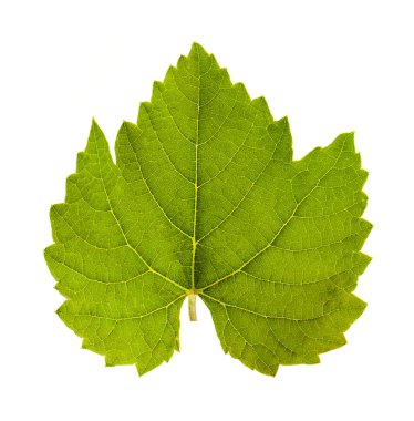 Grape leaf clipart