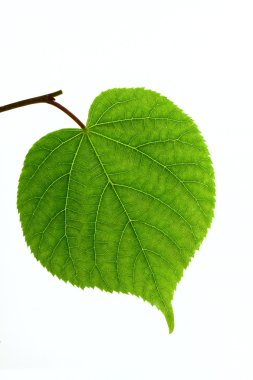 Linden leaf isolated clipart