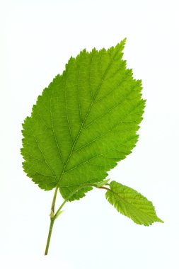 Hazel leaf clipart