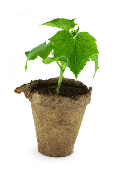 Small plant of cucumber — Stock Photo, Image