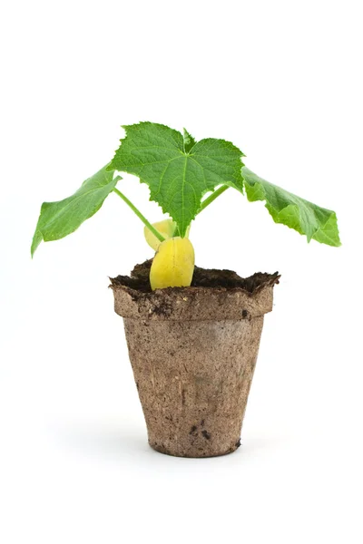 Malá rostlina okurky — Stock fotografie