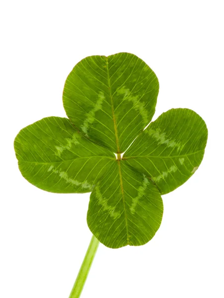 stock image Green clover