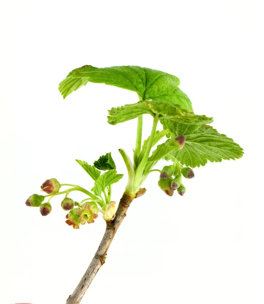 Currant branch — Stock Photo, Image