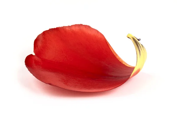 Red petal of tulip — Stock Photo, Image