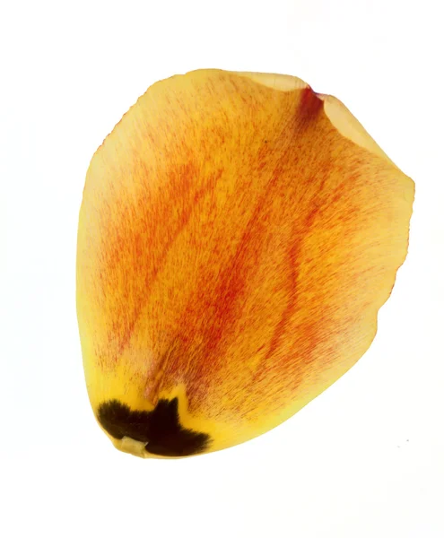 Pétala amarela de tulipa — Fotografia de Stock