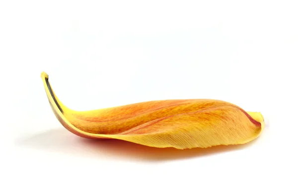 Yellow petal of tulip — Stock Photo, Image