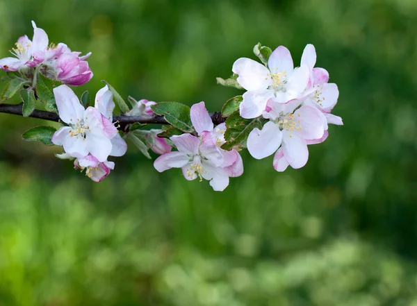 Apfelblüte — Stockfoto