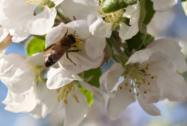 stock image Apple blossom