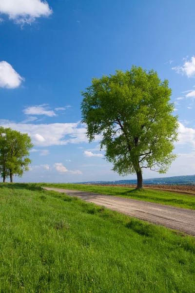 Trees and field with rape — Stock Photo, Image