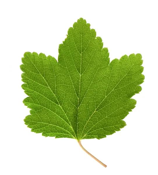 커 런 트 잎 — 스톡 사진