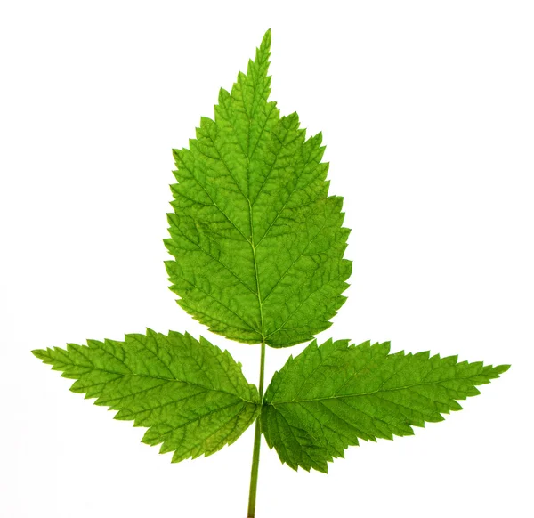 Rastberry leaf — Stock Photo, Image