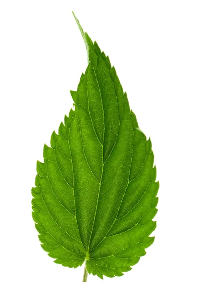 Nettle leaf — Stock Photo, Image