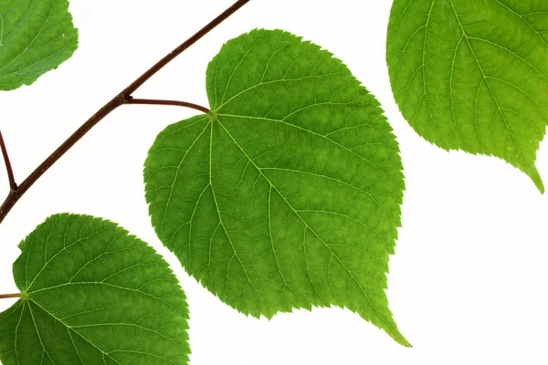 Linden leaf isolated — Stock Photo, Image