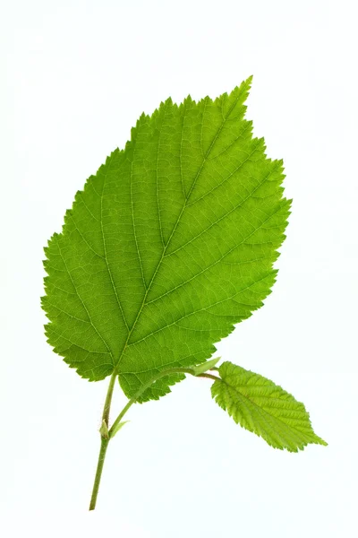 Hazel leaf — Stock Photo, Image