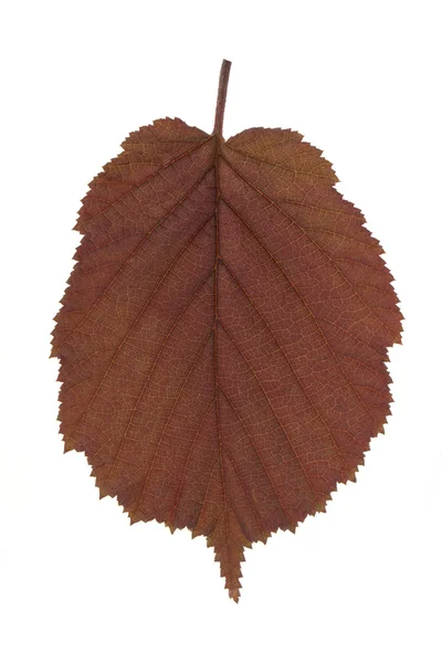 Хэйзельский лист — стоковое фото