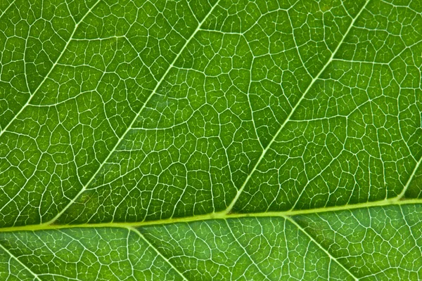 Leaf background Stock Picture