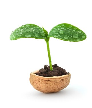 Small plant in a nutshell clipart