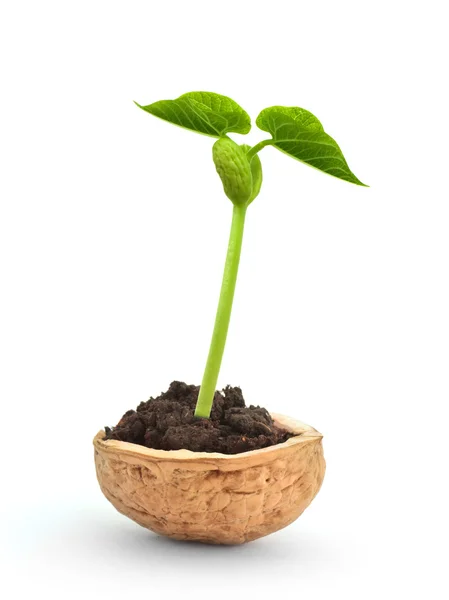 Маленька рослина в горіховій мушлі — стокове фото