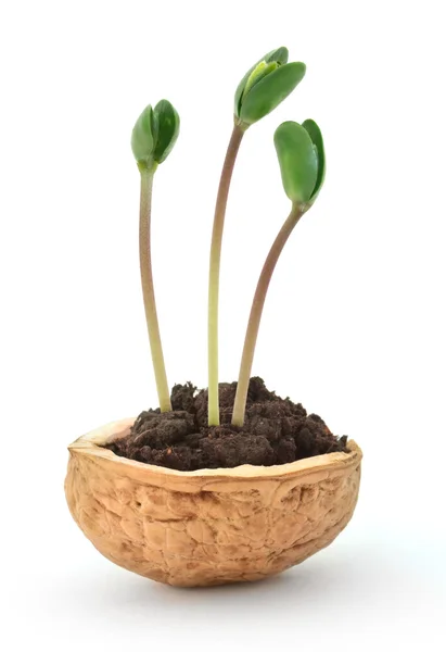 Small plant in a nutshell — Stock Photo, Image