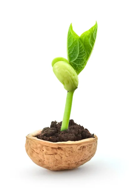 Malá rostlina v kostce — Stock fotografie