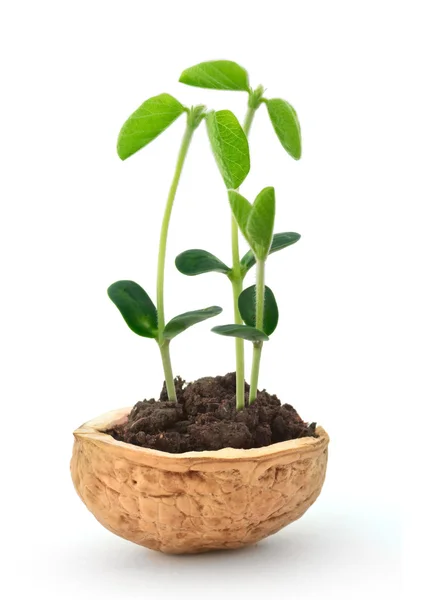 Kleine plant in een notendop — Stockfoto