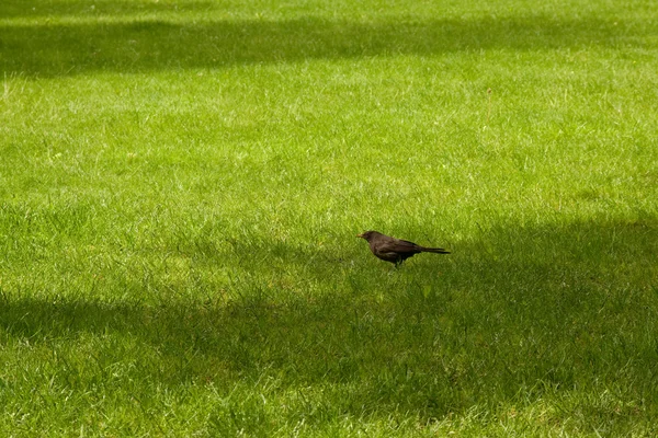 stock image Starling