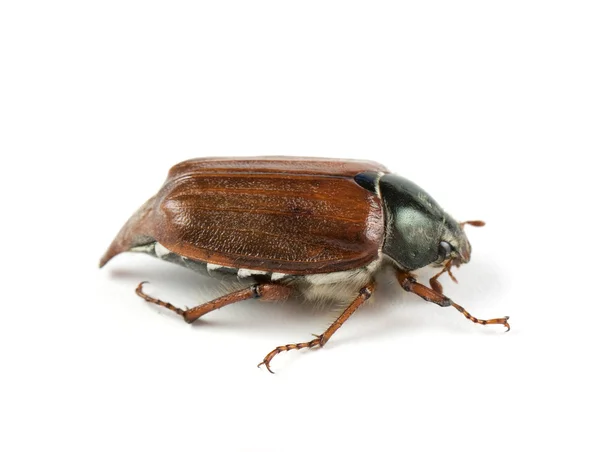 Μαΐου-bug — Φωτογραφία Αρχείου