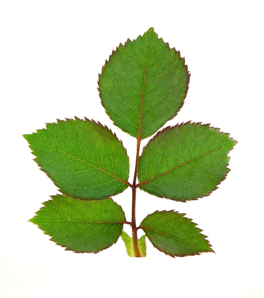 장미의 녹색 잎 — 스톡 사진