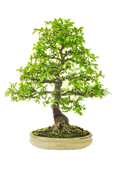 stock image Elm Bonsai Tree on a ceramic pot