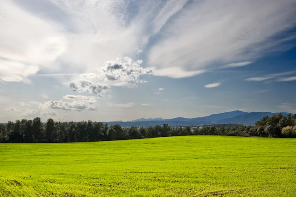 Зелене поле з блакитним небом — стокове фото