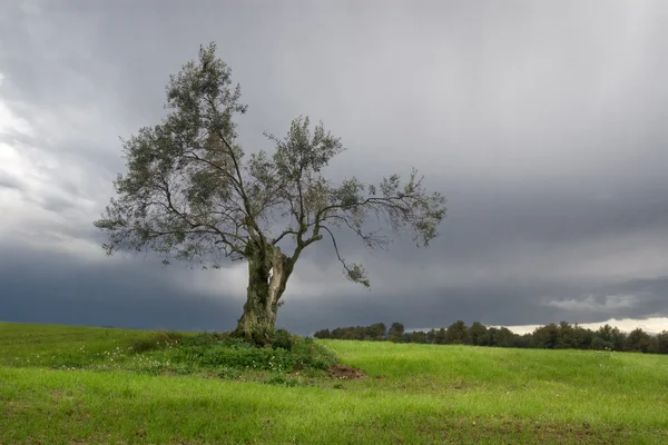 Самотня оливкове дерево — стокове фото