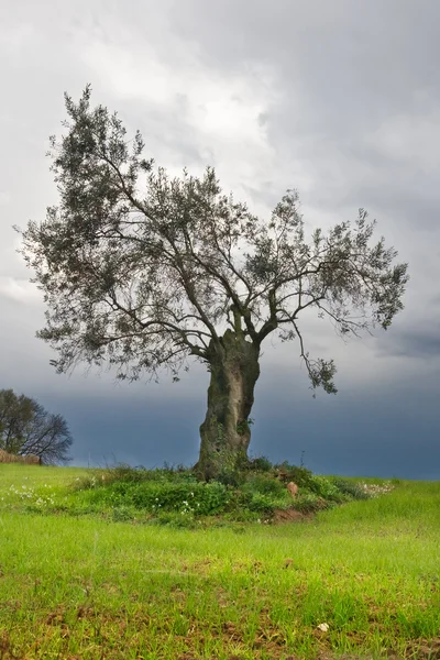 Самотня оливкове дерево — стокове фото